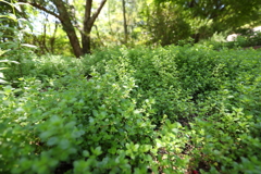 5月28日 布引ハーブ園 41