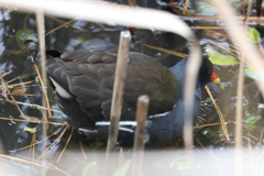 1月3日 夙川河川敷緑地 ３