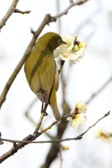 2月20日 須磨離宮公園 24