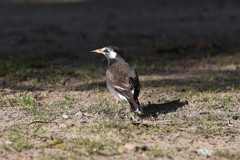 2月12日 明石公園 ２