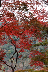 12月7日 布引の滝 ３