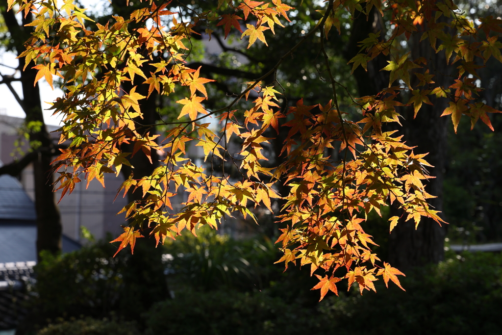 10月31日 相楽園 13