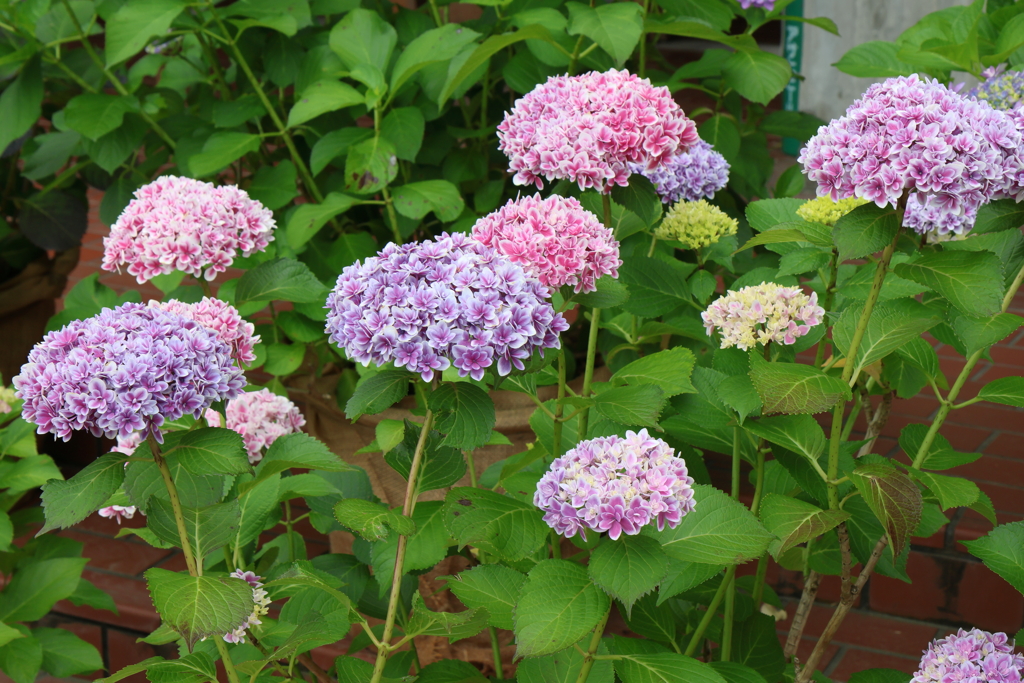 6月2日 明石公園 10
