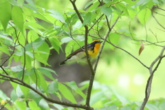 4月29日 大阪城公園 14