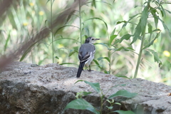 9月11日 明石公園 ２