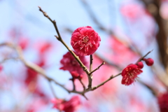 2月13日 岡本梅林公園 13