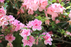 5月5日 布引ハーブ園 ３