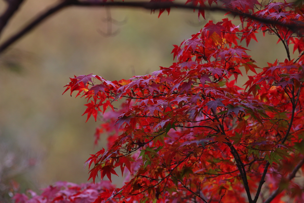 11月25日 明石公園 ２