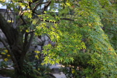 11月16日 相楽園 23