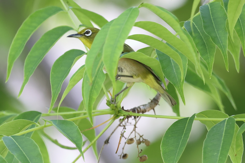 5月13日 岡本梅林公園 ４