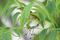5月13日 岡本梅林公園 ４