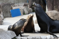 3月26日 王子動物園 23