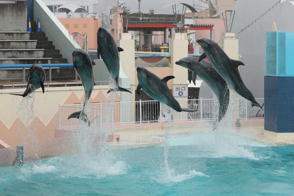 6月11日 須磨海浜水族園 42