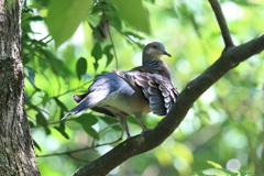 8月29日 明石公園 ９