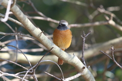 12月31日 明石公園 16 12月31日 明石公園 16