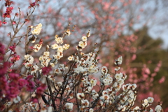 2月20日 須磨離宮公園 60