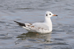 12月11日 明石公園 ８