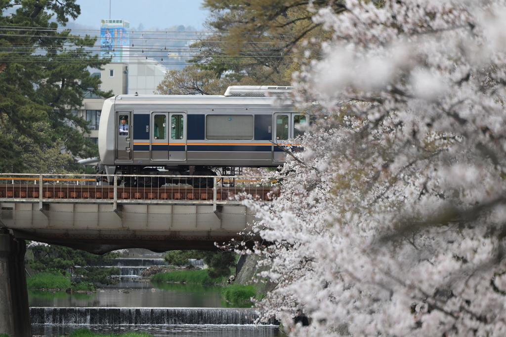 4月6日 夙川河川敷緑地 １