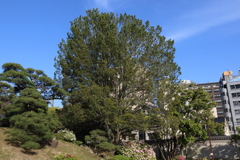 4月24日 相楽園 39