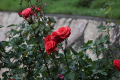 6月13日 布引ハーブ園 13