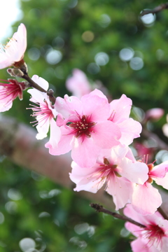 3月31日　お散歩