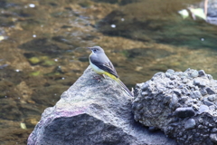 11月6日 夙川河川敷公園 20