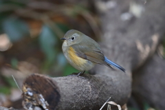 1月3日 明石公園 ７