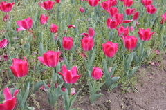 4月18日 万博記念公園 15