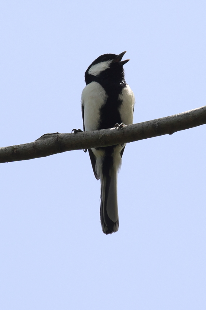 5月6日 明石公園 ７