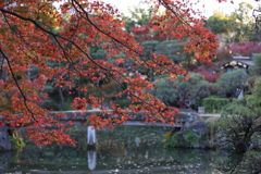 11月28日 相楽園 35