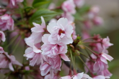 4月3日 岡本南公園 17