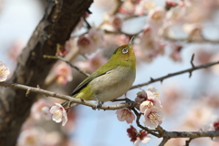 3月6日 明石公園 ４