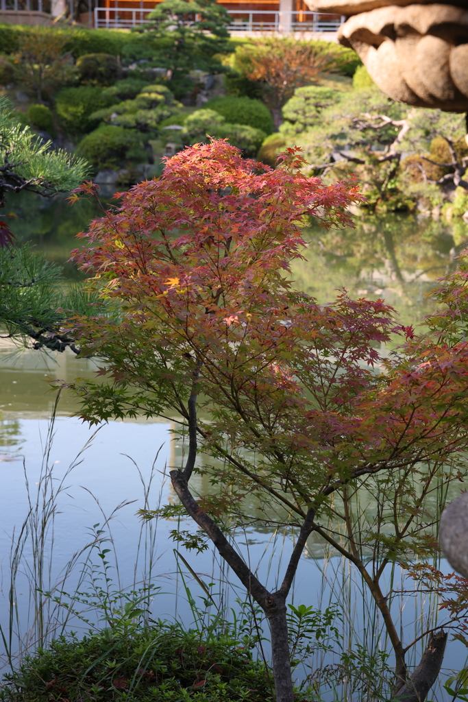 10月31日 相楽園 11
