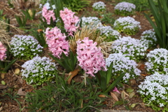 3月20日 布引ハーブ園 ８