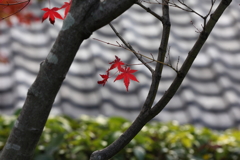 11月28日 相楽園 14