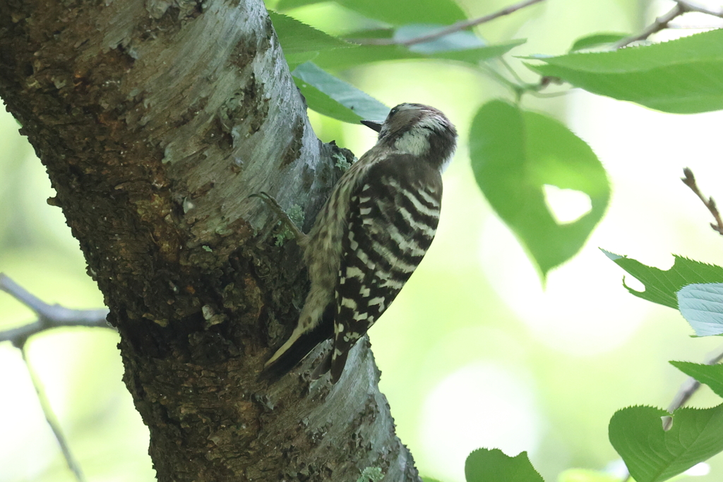 5月6日 明石公園 ８
