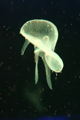 8月11日 京都水族館 ８