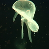 8月11日 京都水族館 ８