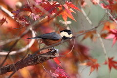 12月11日 明石公園 18