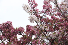 4月3日 岡本南公園 ５