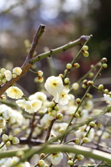 2月23日 岡本公園 ５