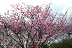 3月29日 芦屋 さくら通り 11