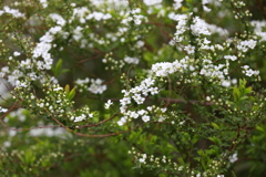 3月20日 布引ハーブ園 66