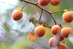 10月24日 明石公園 18