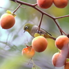 10月24日 明石公園 18