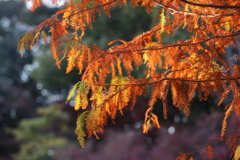 12月6日 須磨離宮公園 33