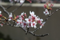 3月31日 王子動物園 3 3月31日 王子動物園 3