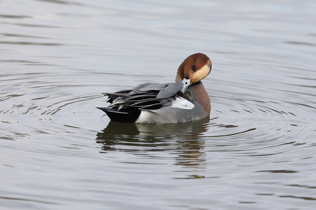 12月11日 明石公園 ７