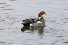 12月11日 明石公園 ７