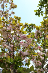 5月2日 奈良 ７